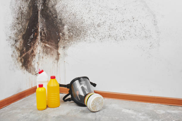 Best Toxic Mold Removal  in Rutherford, NJ