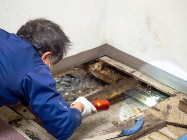 Best Mold Remediation  in Rutherford, NJ
