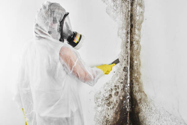 Trusted Rutherford, NJ Mold Removal Experts