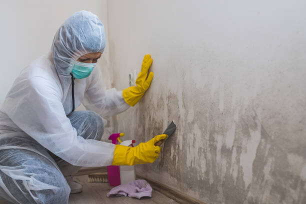 Best Local Mold Removal Service  in Rutherford, NJ