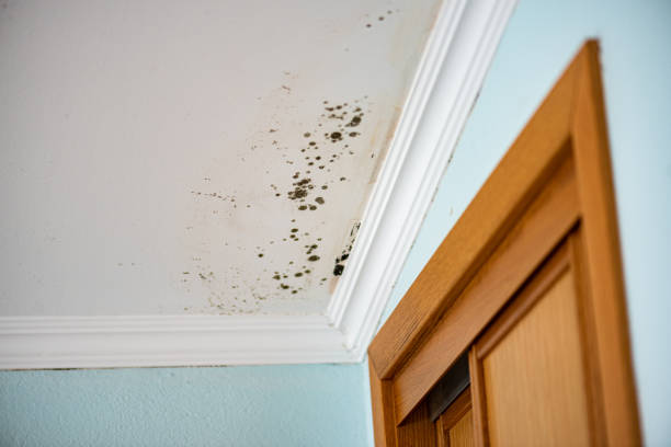 Best Mold Removal Near Me  in Rutherford, NJ