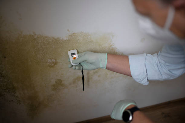  Rutherford, NJ Mold Removal Pros