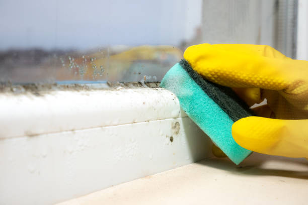 Best Same-Day Mold Removal  in Rutherford, NJ