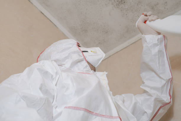 Mold Removal and Inspection in Rutherford, NJ