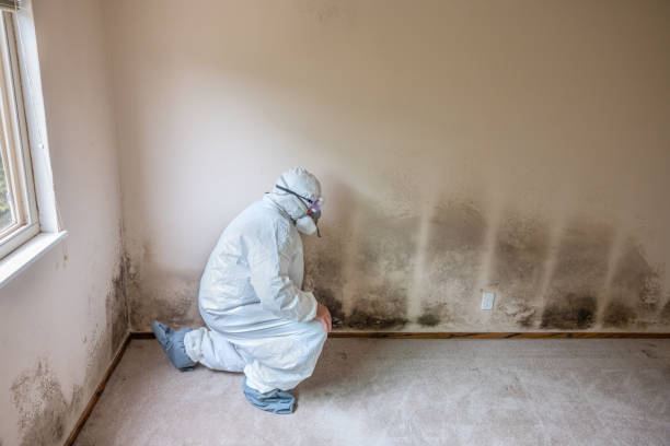 Best Mold Removal Specialists  in Rutherford, NJ