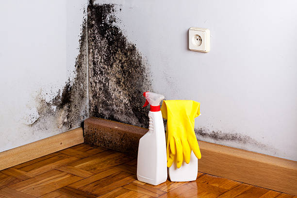 Best Mold Remediation  in Rutherford, NJ