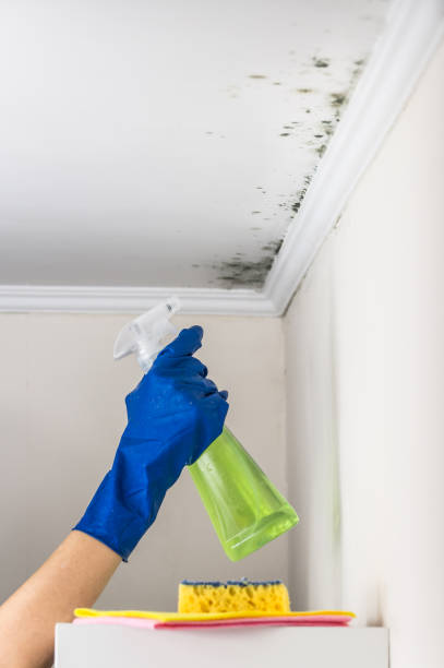 Best Fast Mold Removal  in Rutherford, NJ